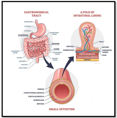 Antibiotics lead to Inflammatory bowel diseases