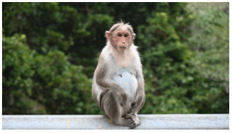 Sterilisation of Bonnet Macaque
