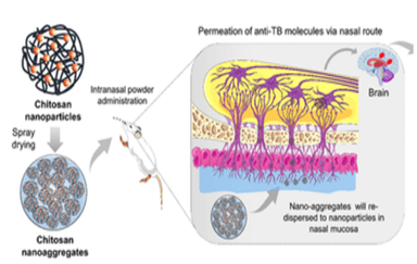 Unique Drug Delivery Method to Improve Treatment of Brain Tuberculosis